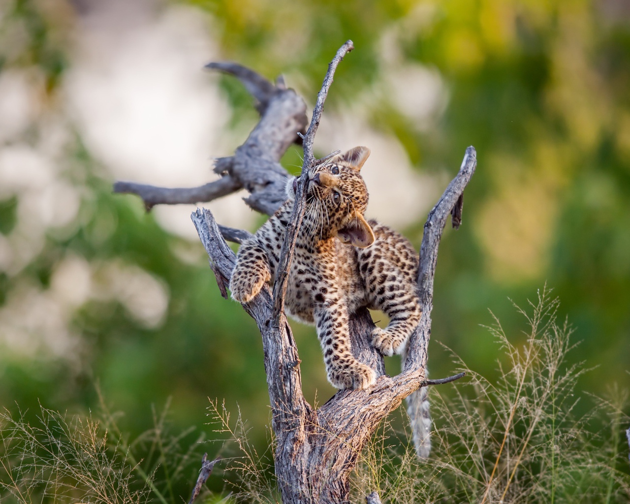Маленький милый леопард играет на сухом дереве