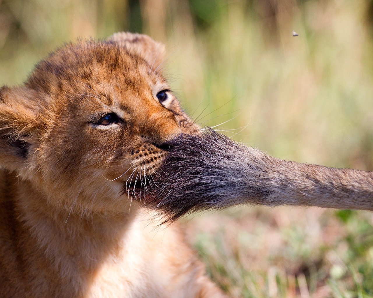 Маленький львенок играет с хвостом львицы