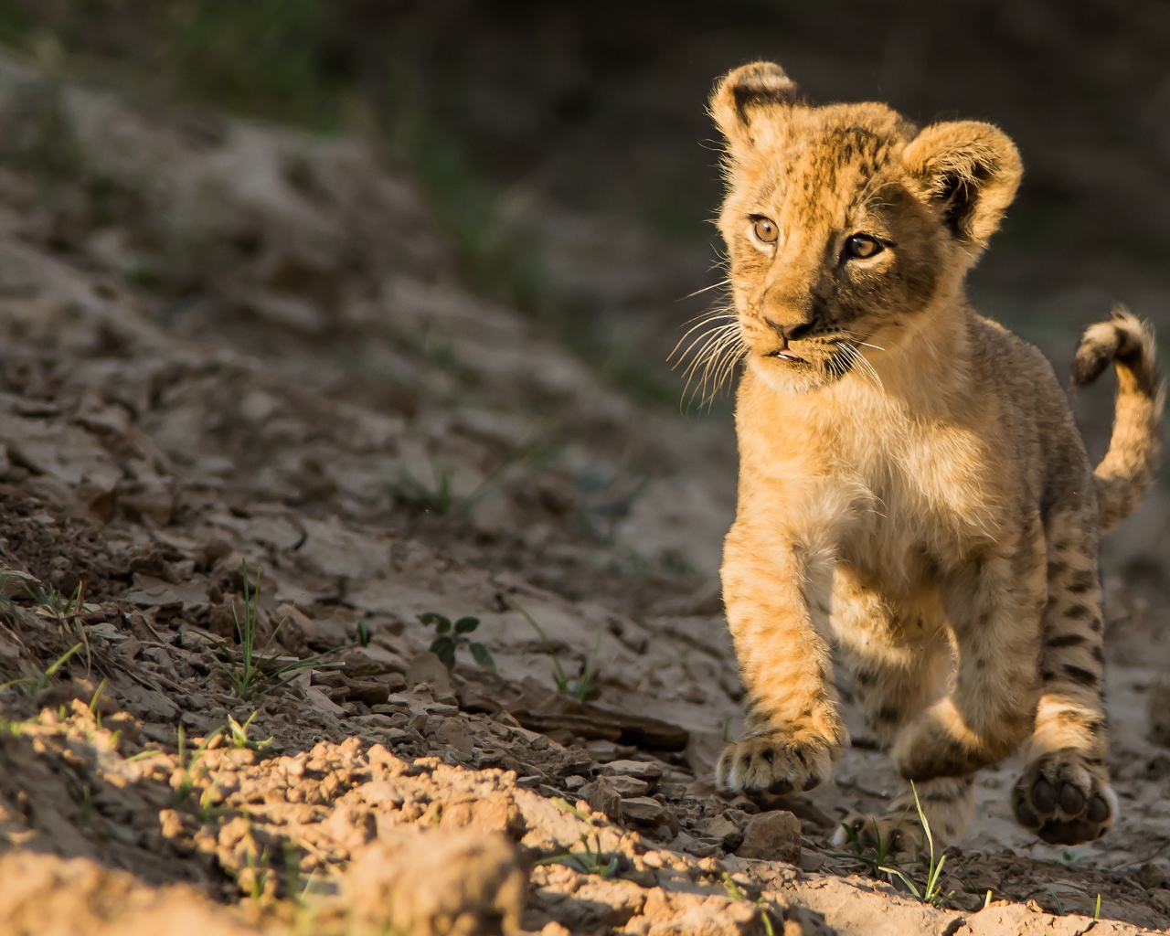 Маленький львенок бежит по земле