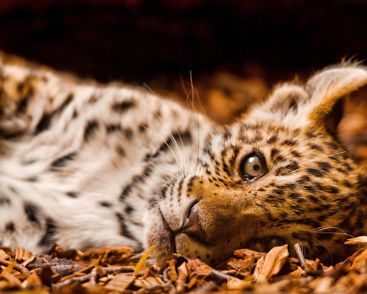 Маленький грустный ягуар