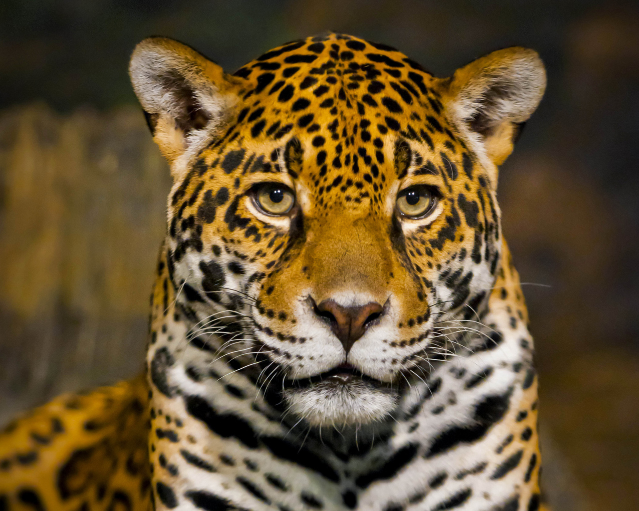 Красивый большой ягуар крупным планом 