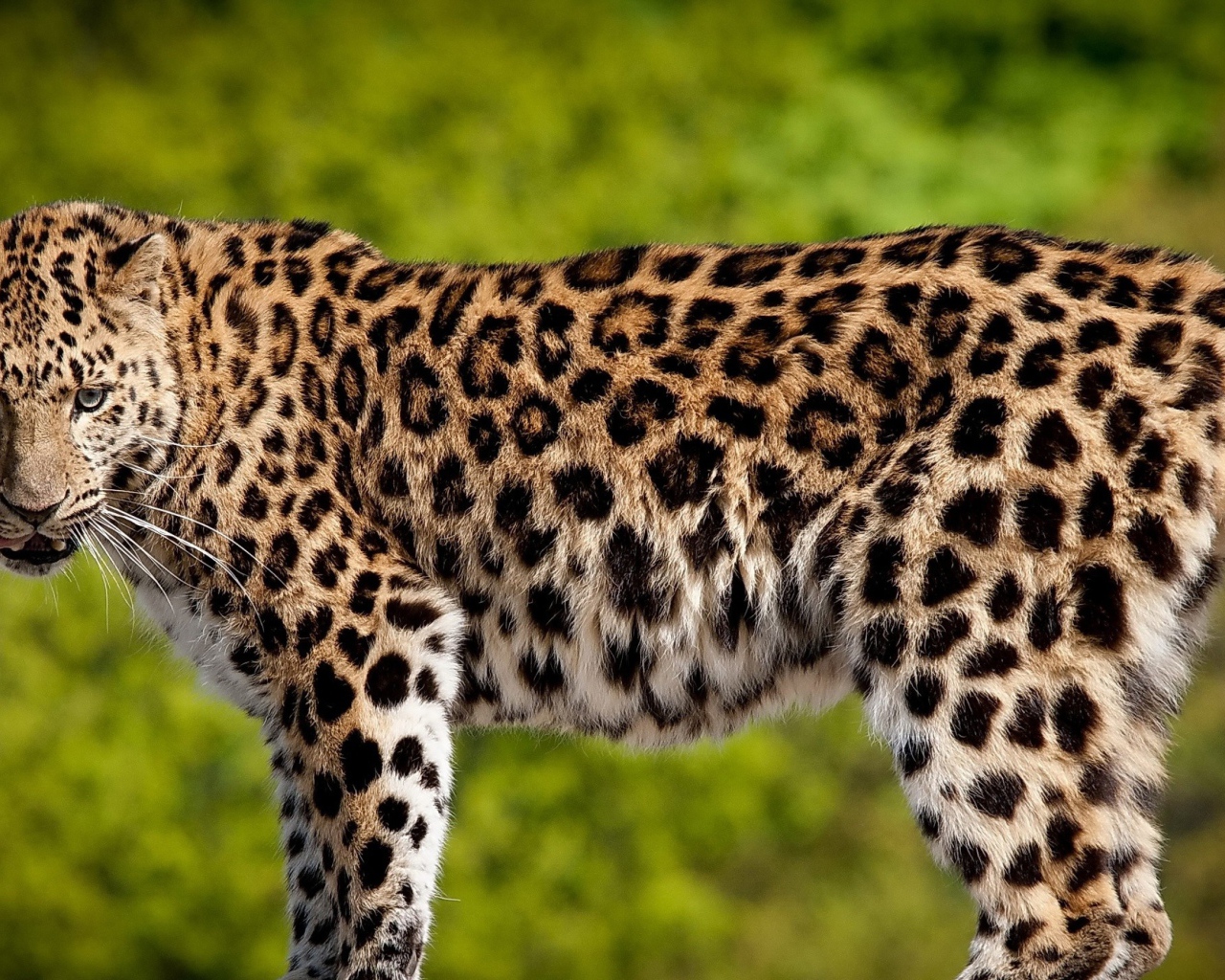 Красивый большой леопард с высунутым языком