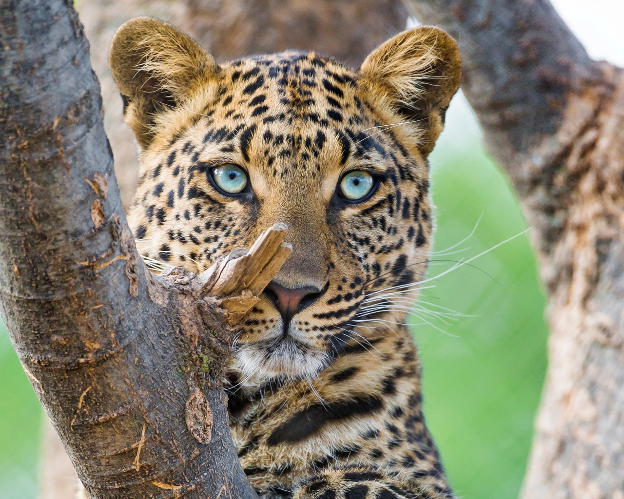 Красивый голубоглазый леопард 