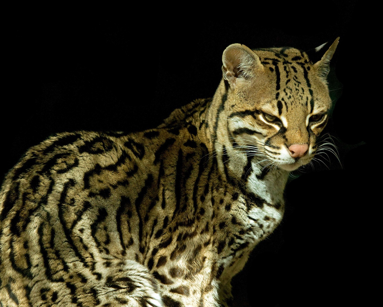 Красивый кот оцелот на черном фоне 