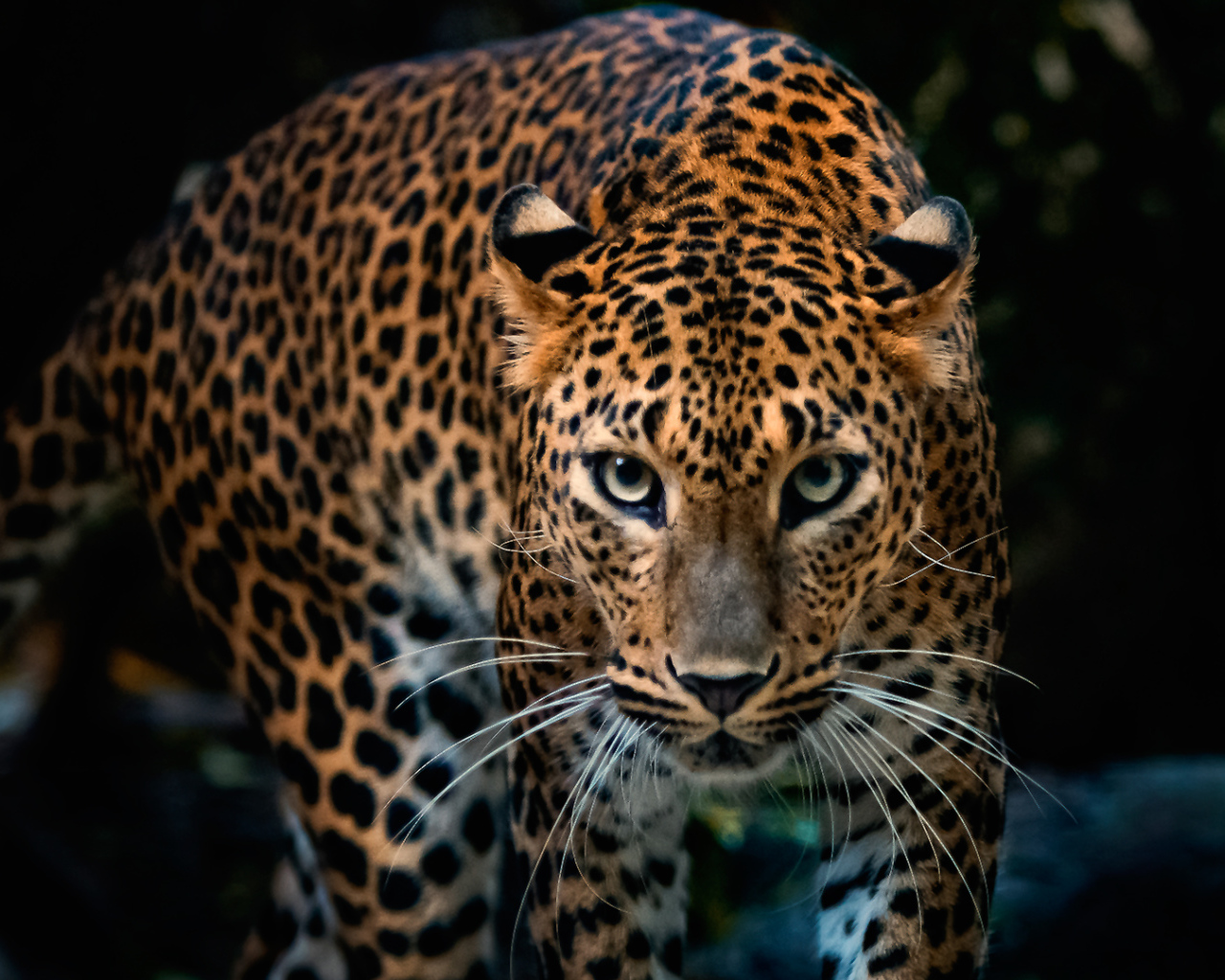 Красивый грациозный ягуар 