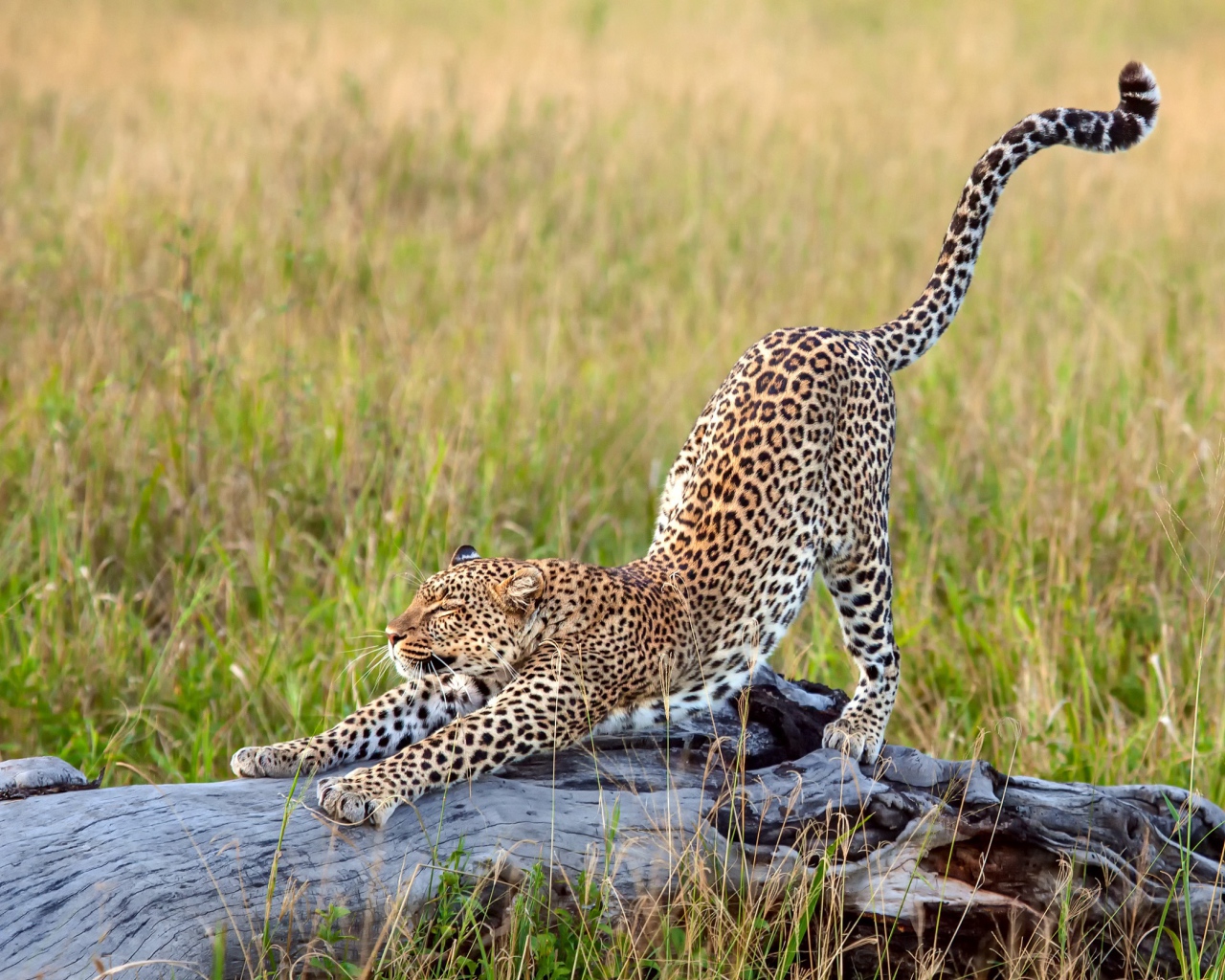 Красивый грациозный леопард