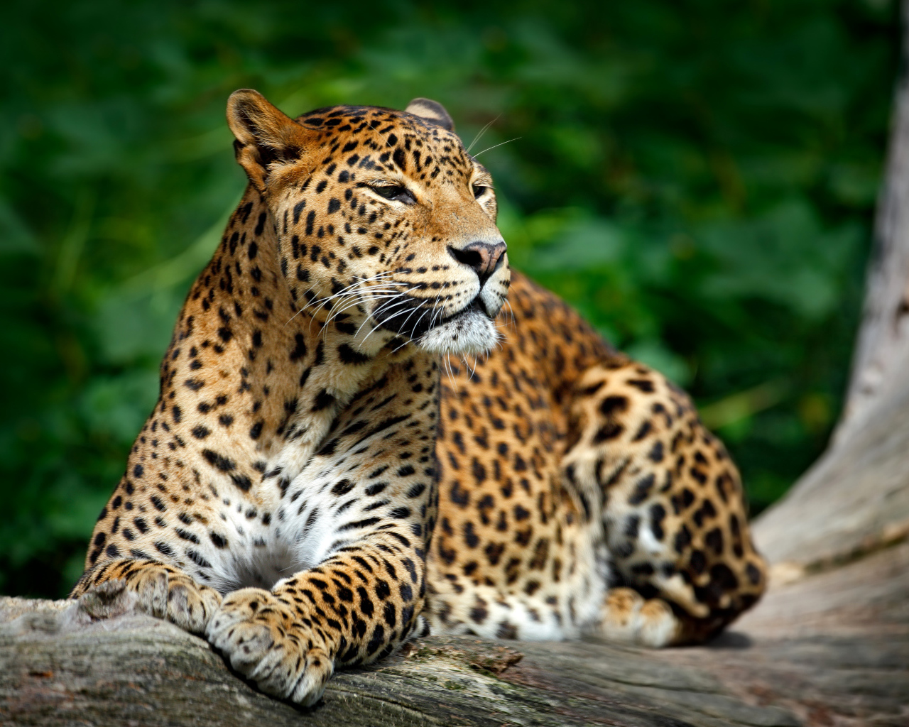 Красивый благородный леопард 