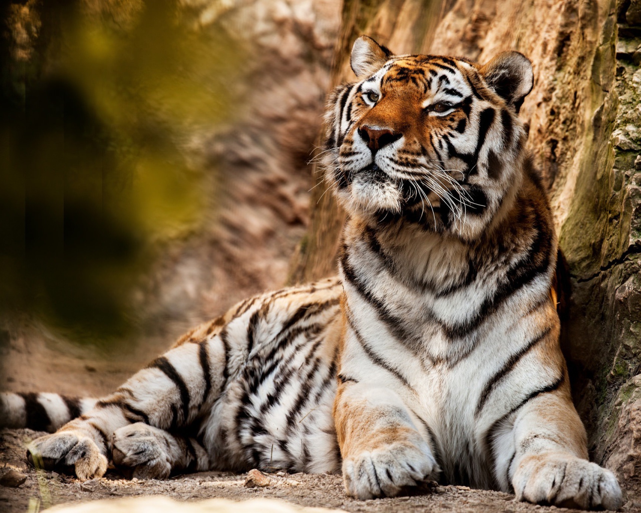 Большой красивый тигр отдыхает 