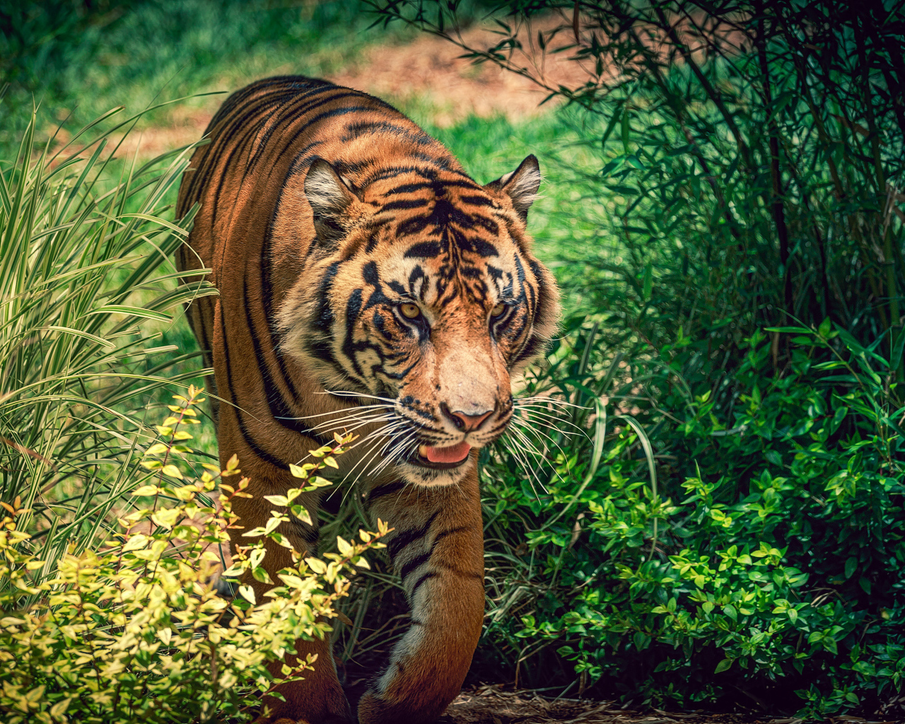 Большой красивый тигр идет по зеленой траве 