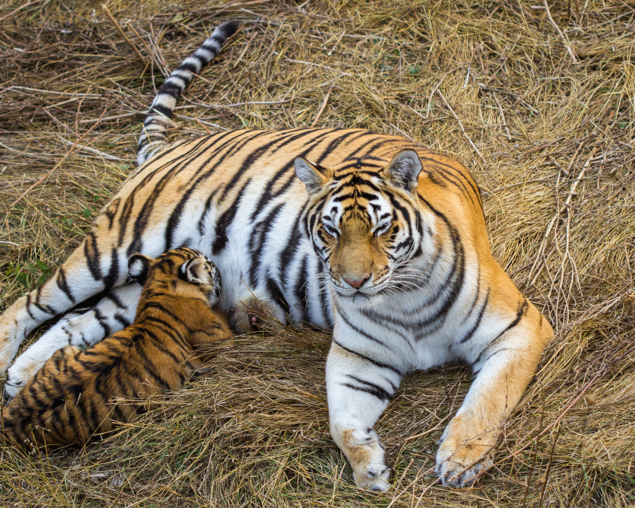 Большая красивая тигрица с детенышем