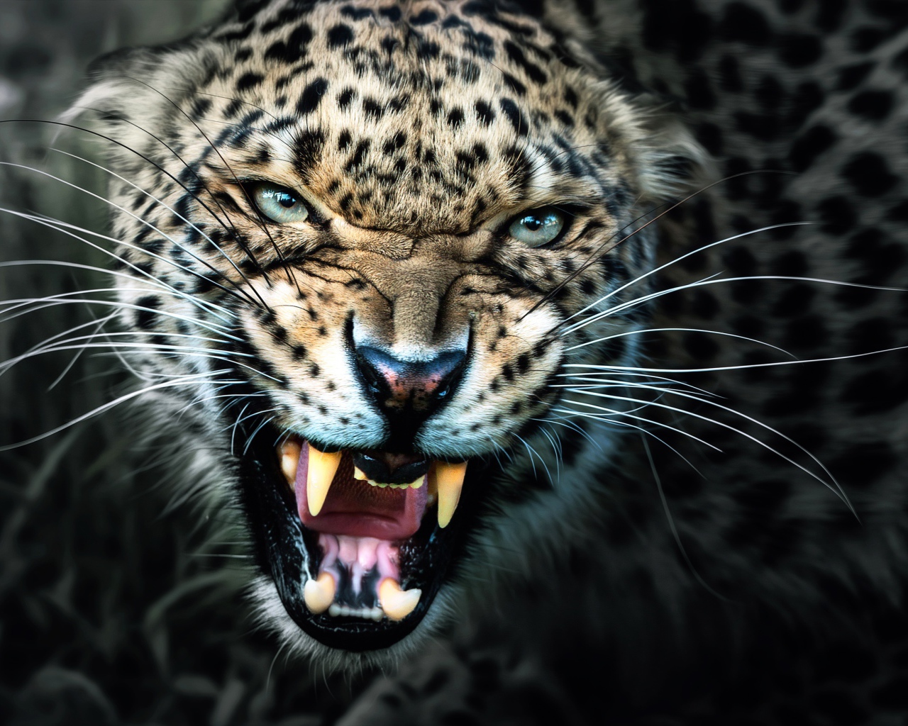 Большая злая кошка леопард 