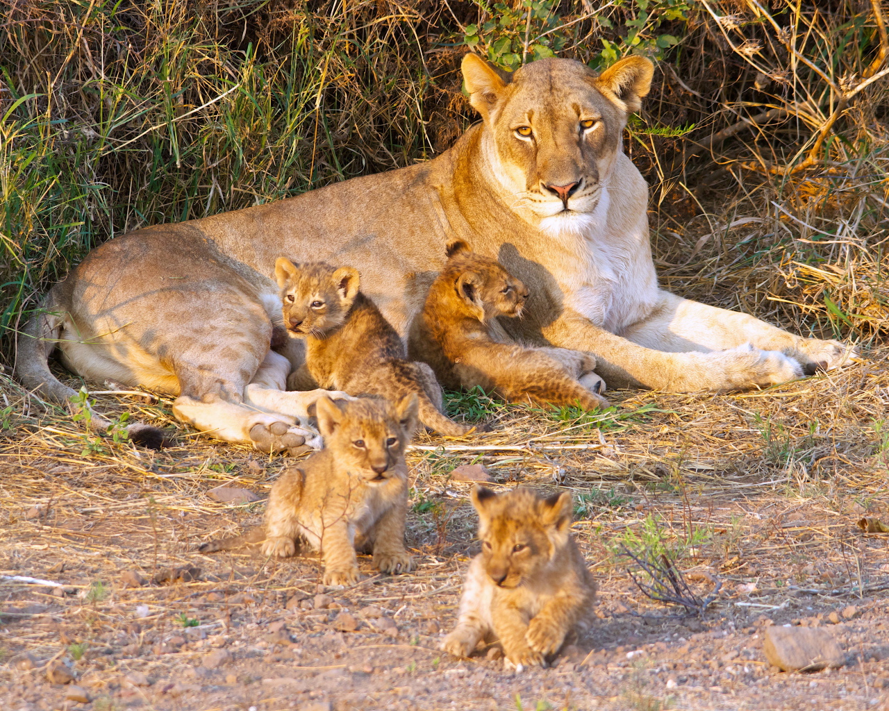 Большая львица с маленькими забавными львятами