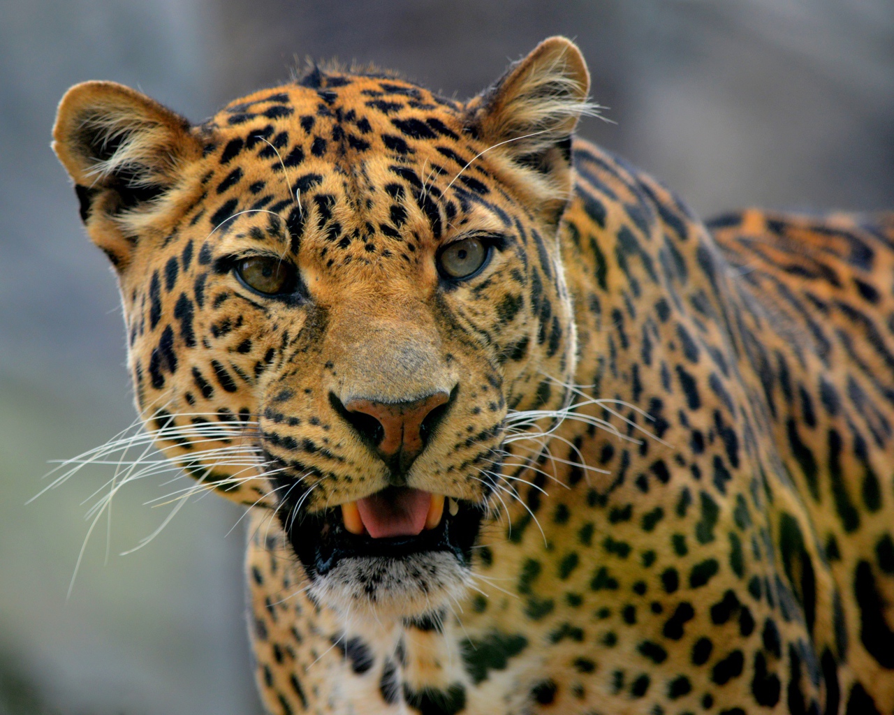 Большой пятнистый грациозный леопард фото вблизи