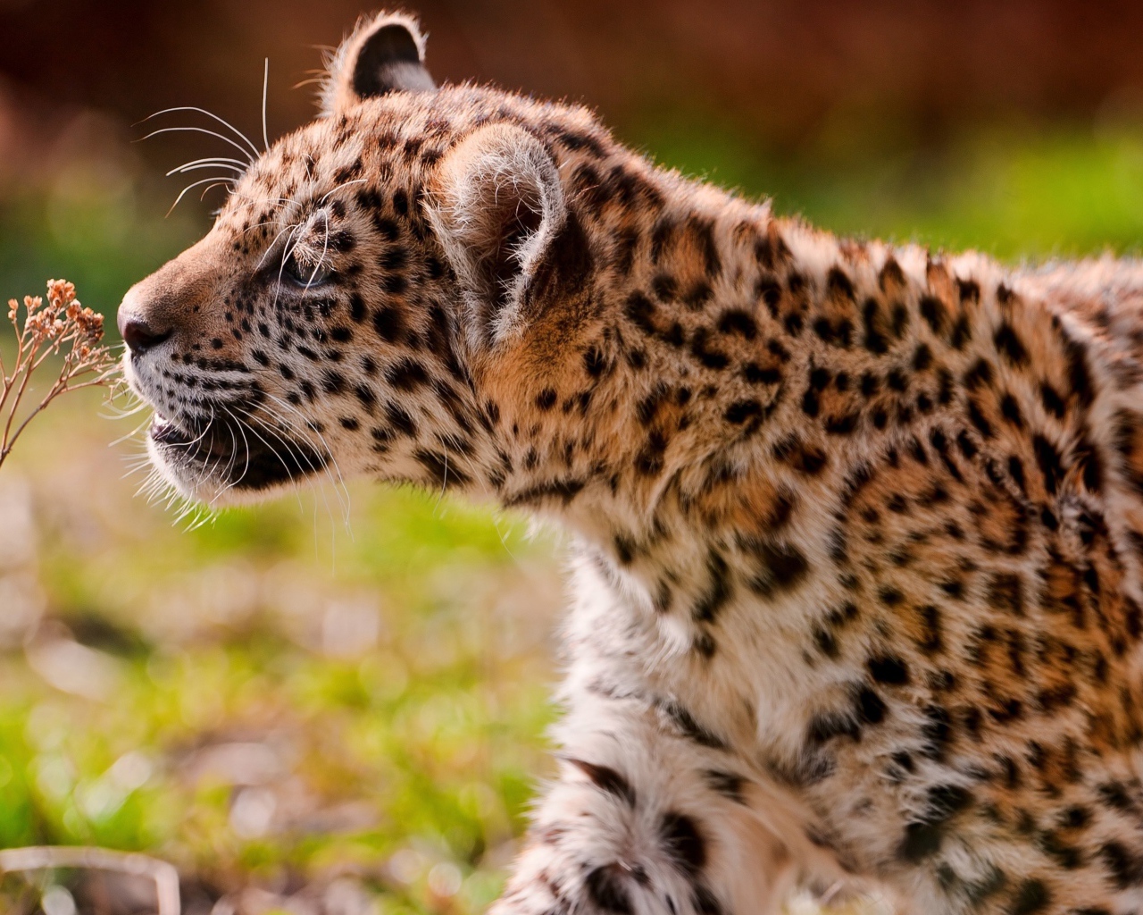 Большой пятнистый ягуар нюхает сухую траву