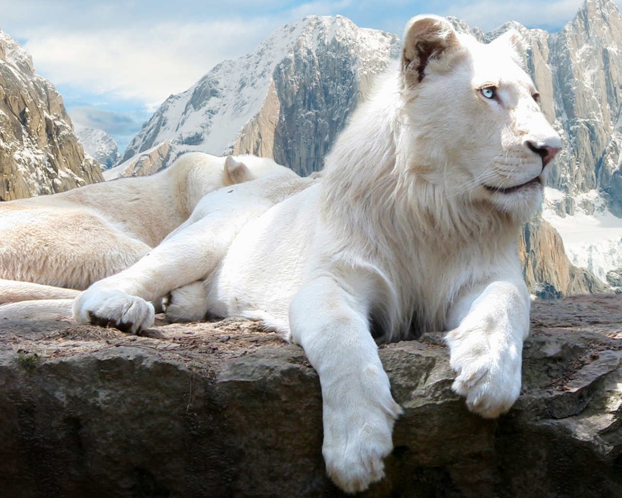 Голубоглазая белая львица на камне  