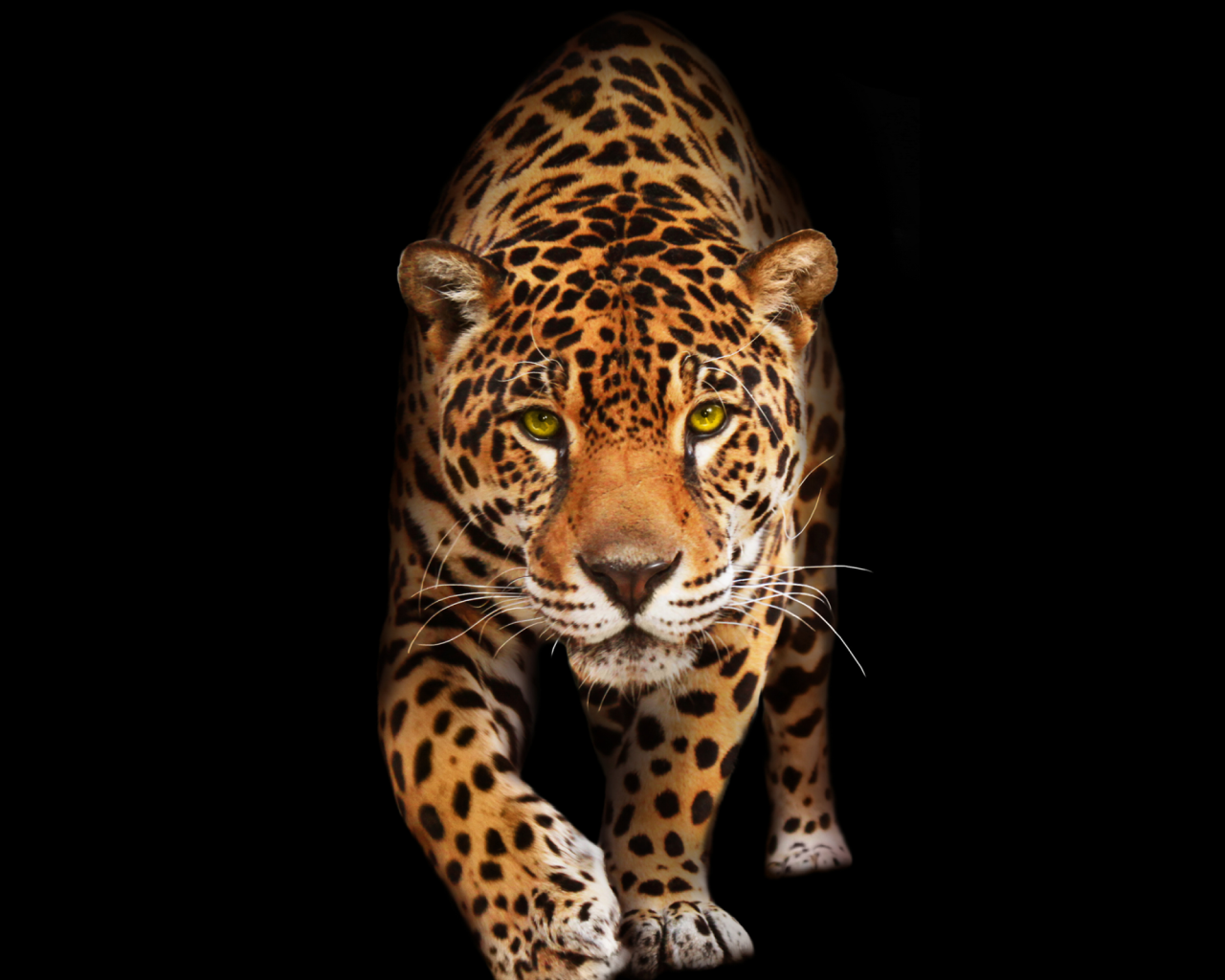 Крадущийся хищный леопард  на черном фоне