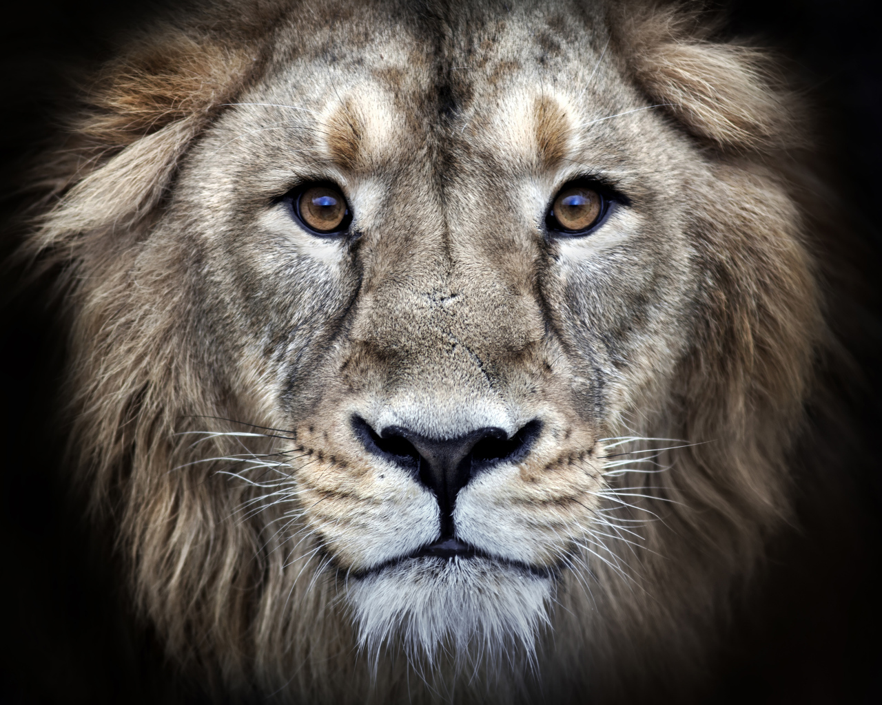 Морда льва крупным планом на черном фоне 