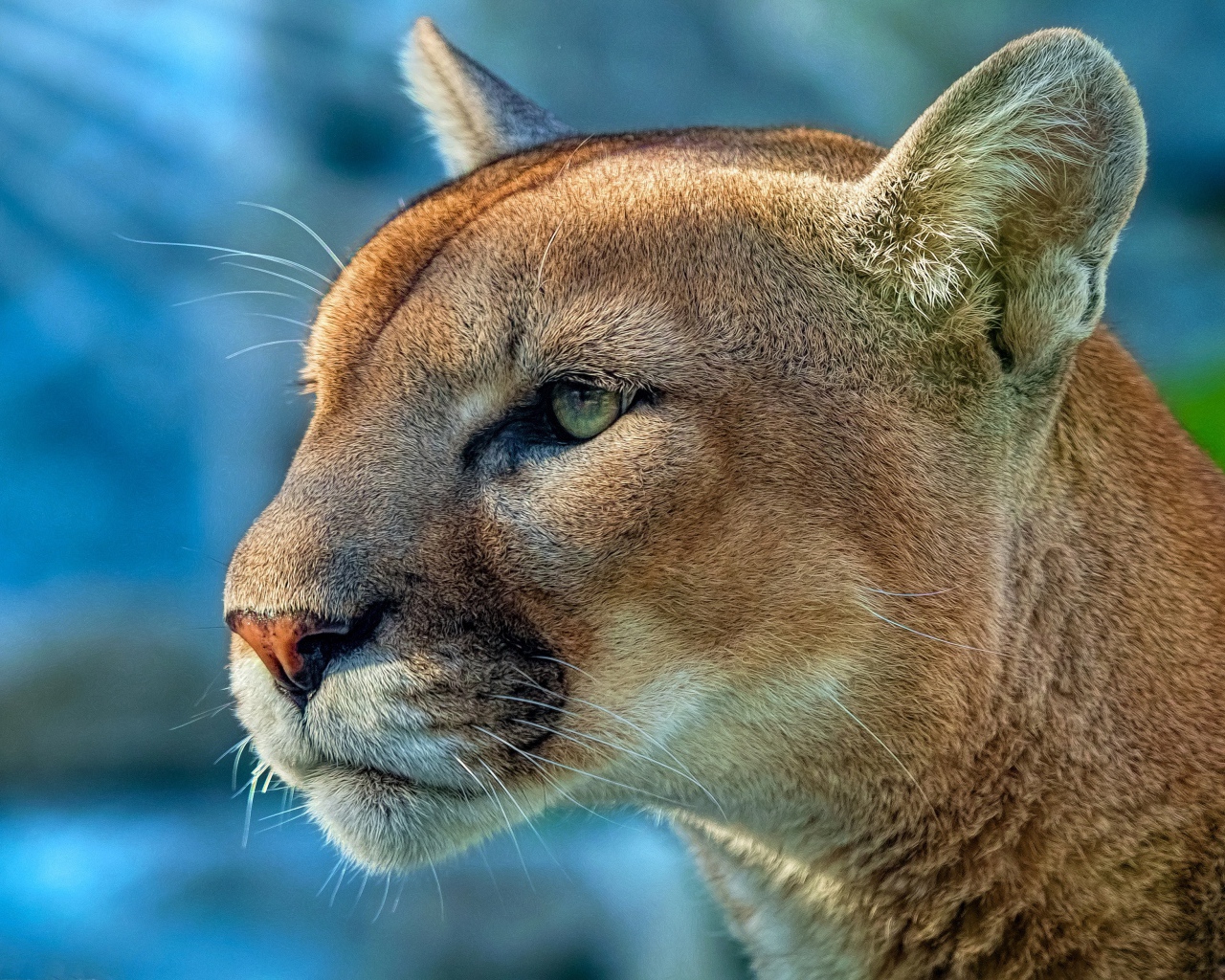 Морда грозной пумы