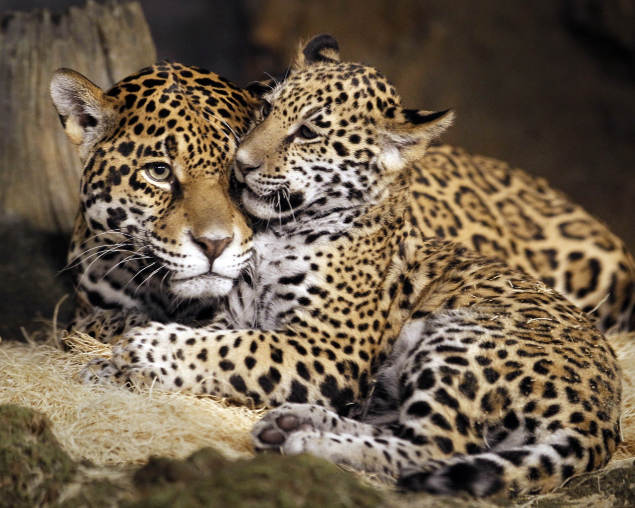 Семья пятнистых ягуаров 