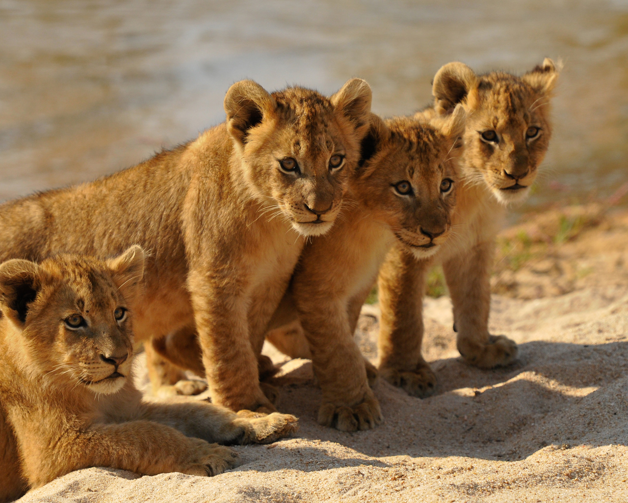 Четыре маленьких львенка стоят на песке