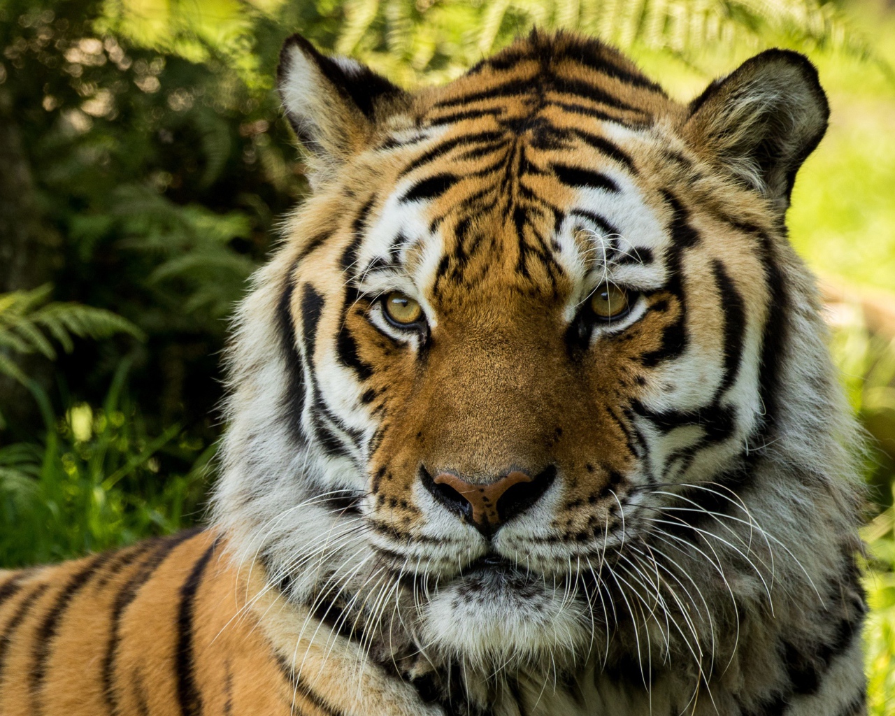 Большой сибирский тигр 