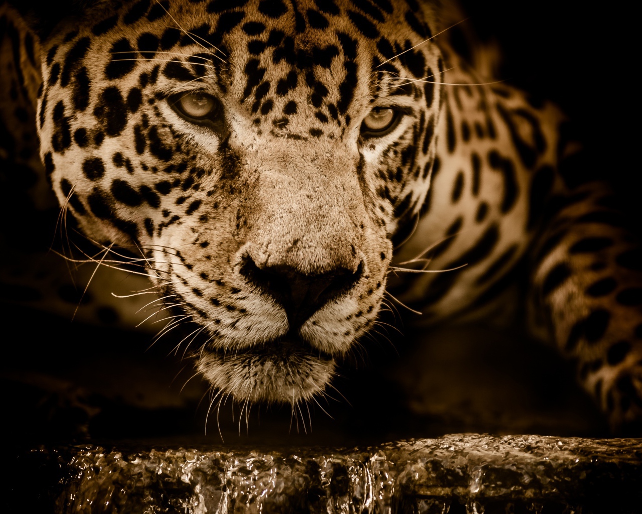 Большой эффектный ягуар