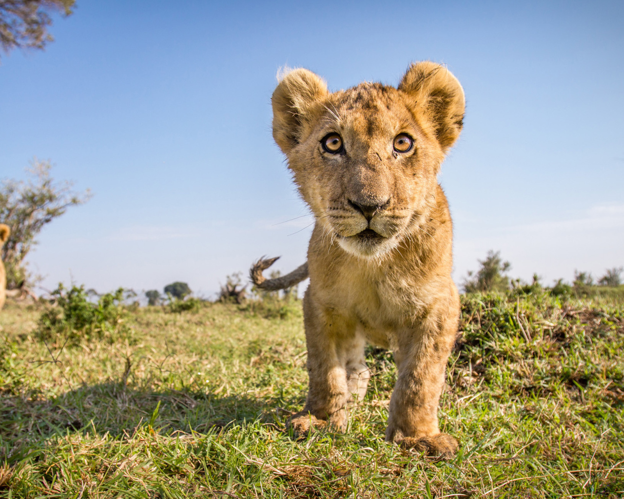 Заинтересованный взгляд маленького львенка 