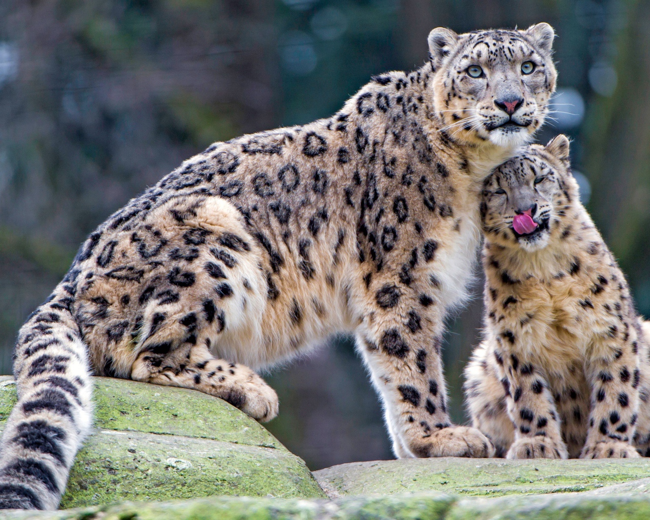 Большой снежный барс с детенышем 