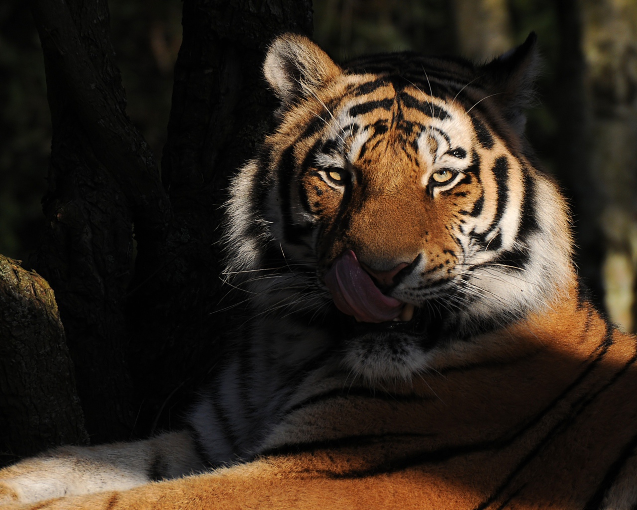 Большой полосатый тигр с высунутым языком