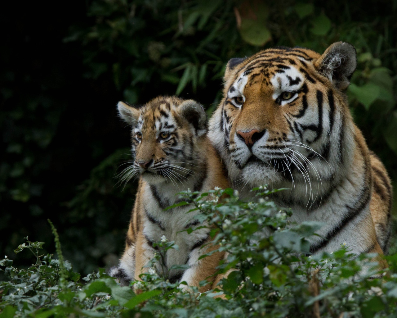 Большая тигрица с маленьким детенышем  