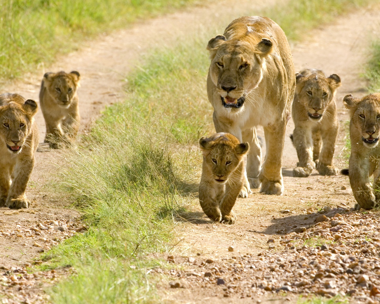 Львица и пять маленьких львят 