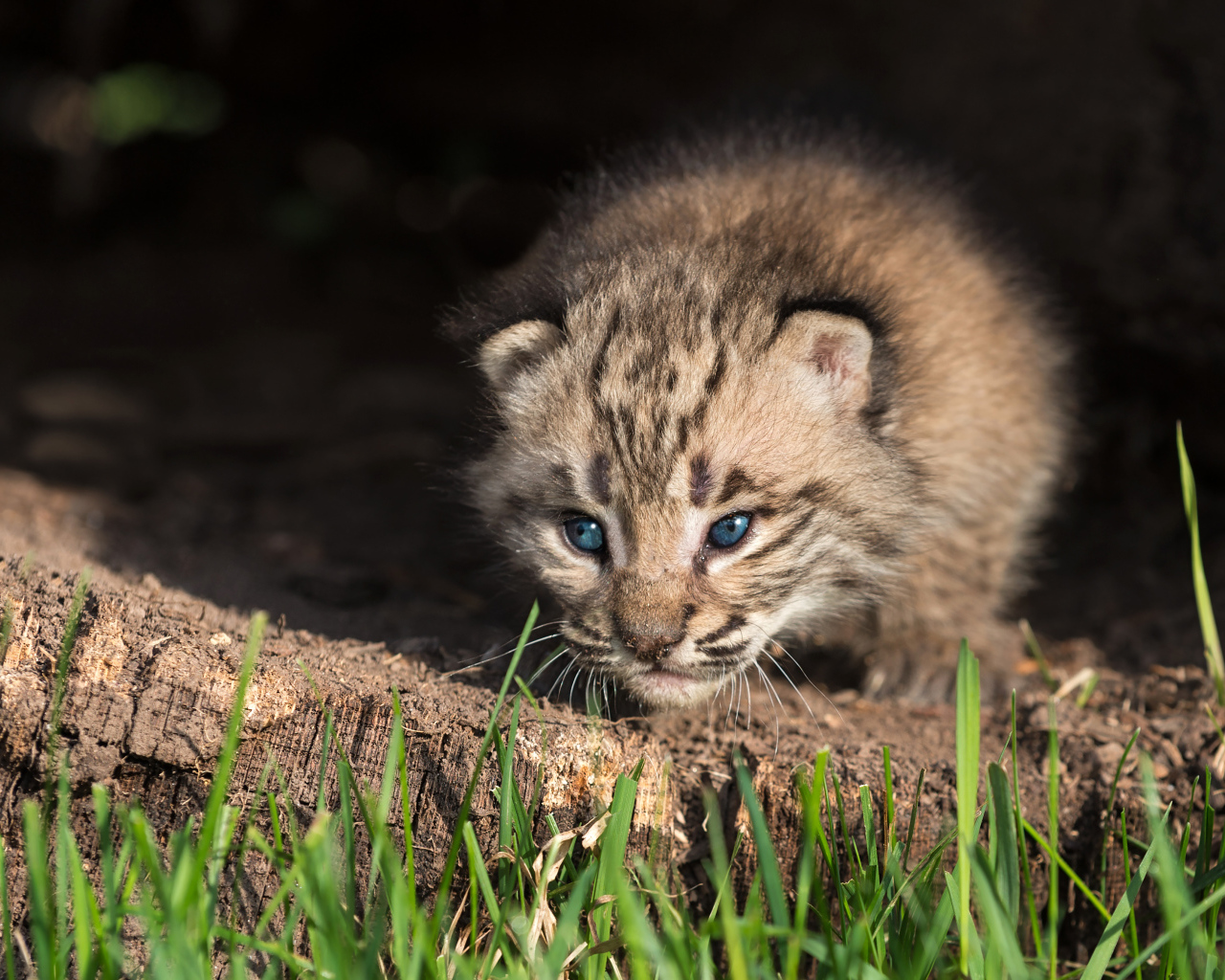 Маленький детеныш рыси крупным планом