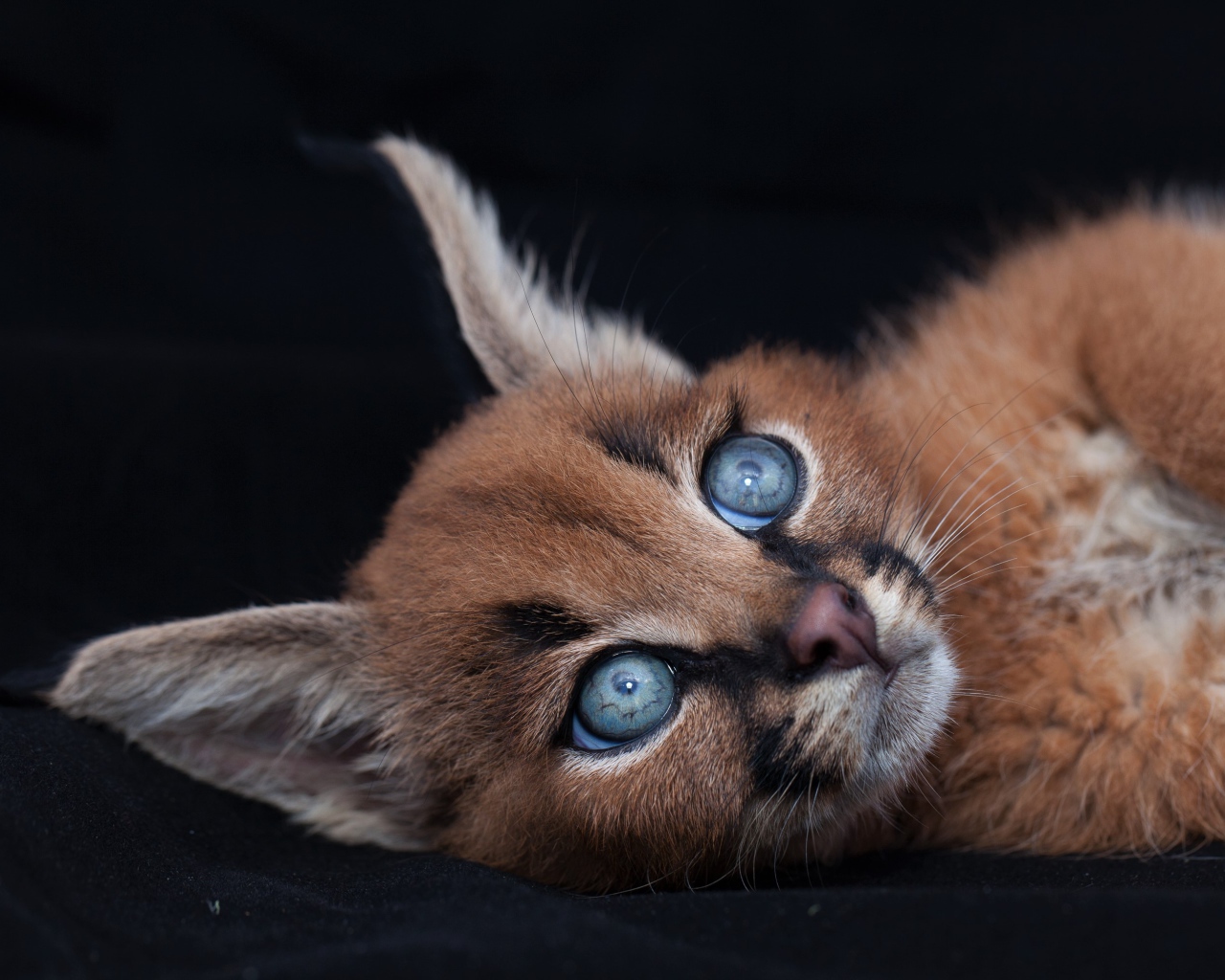 Маленький милый голубоглазый каракал