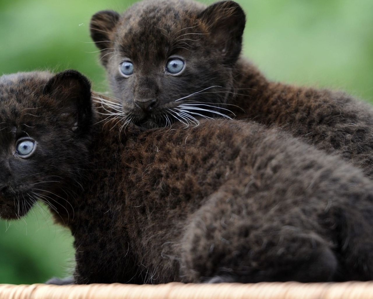 Маленькие забавные черные пантеры 