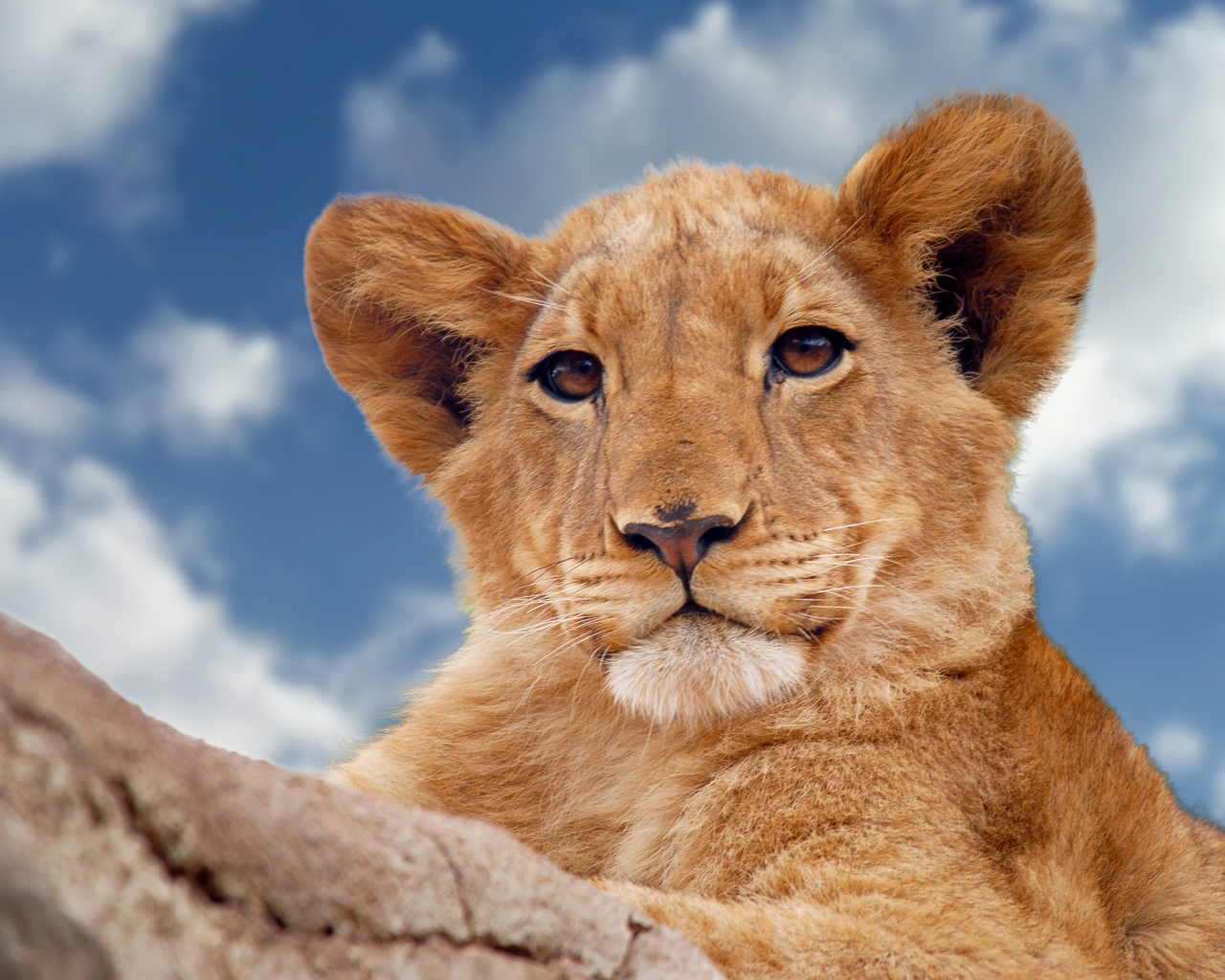 Маленький львенок лежит на фоне голубого неба