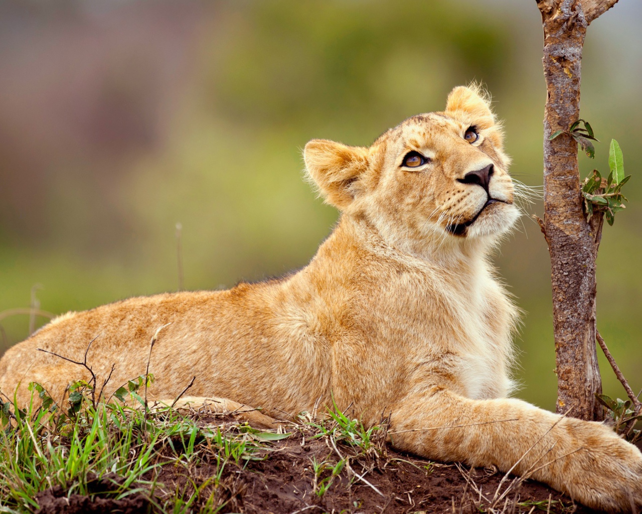 Маленький львенок смотрит вверх 