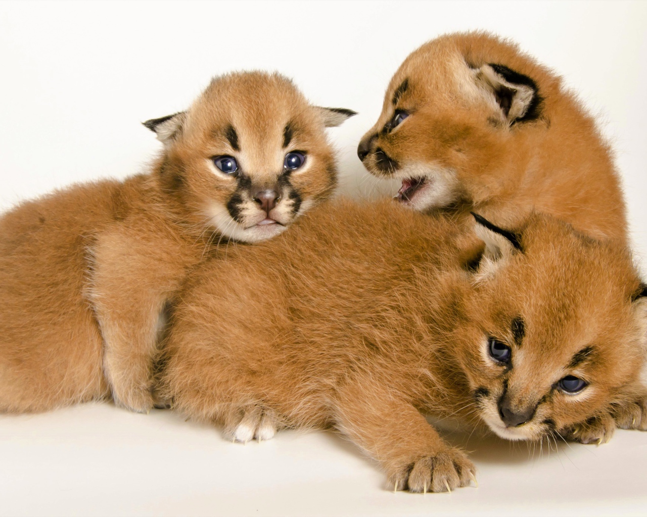 Милые маленькие детеныши каракала на белом фоне