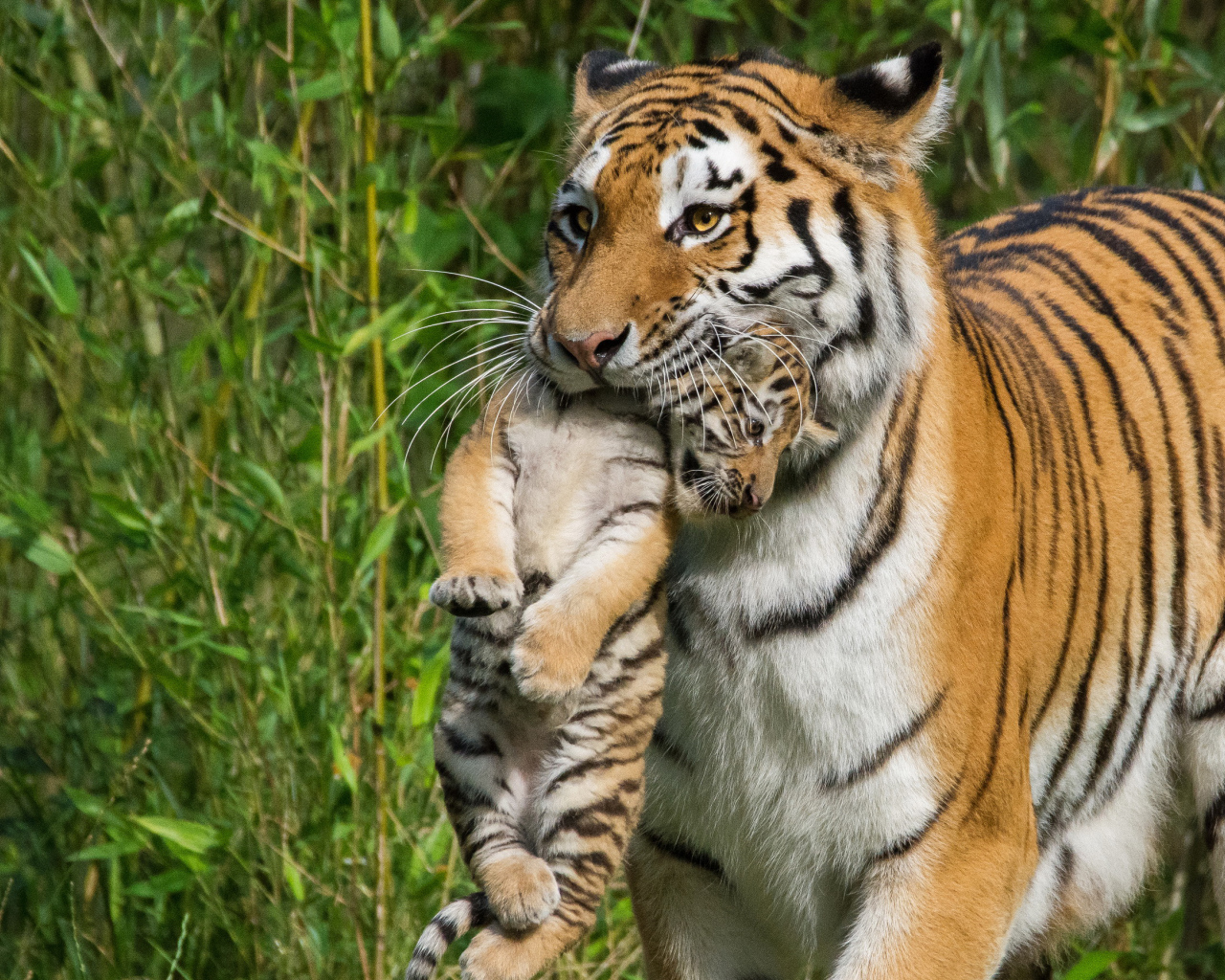 Мама тигрица несет детеныша в зубах