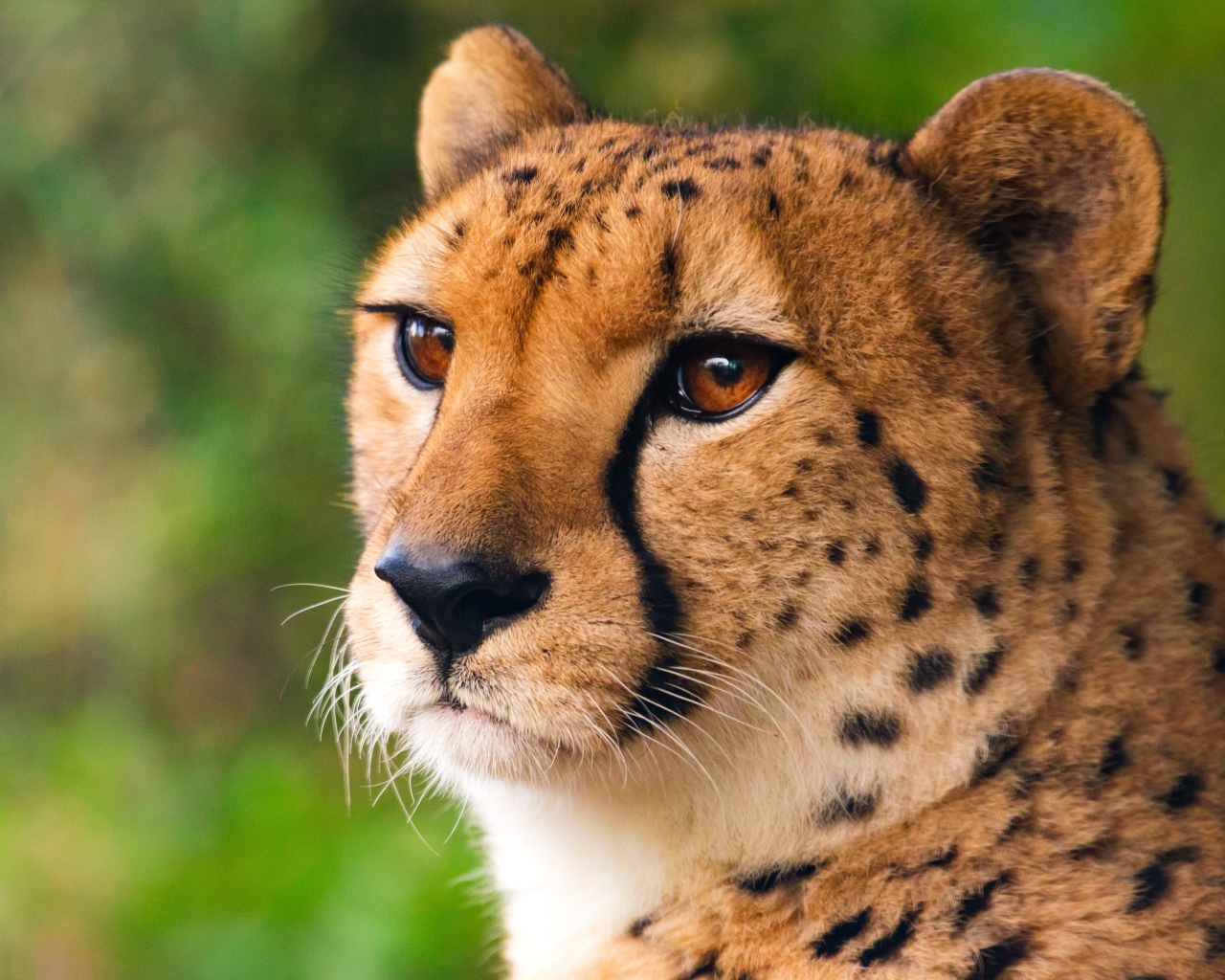 Морда хищного гепарда крупным планом