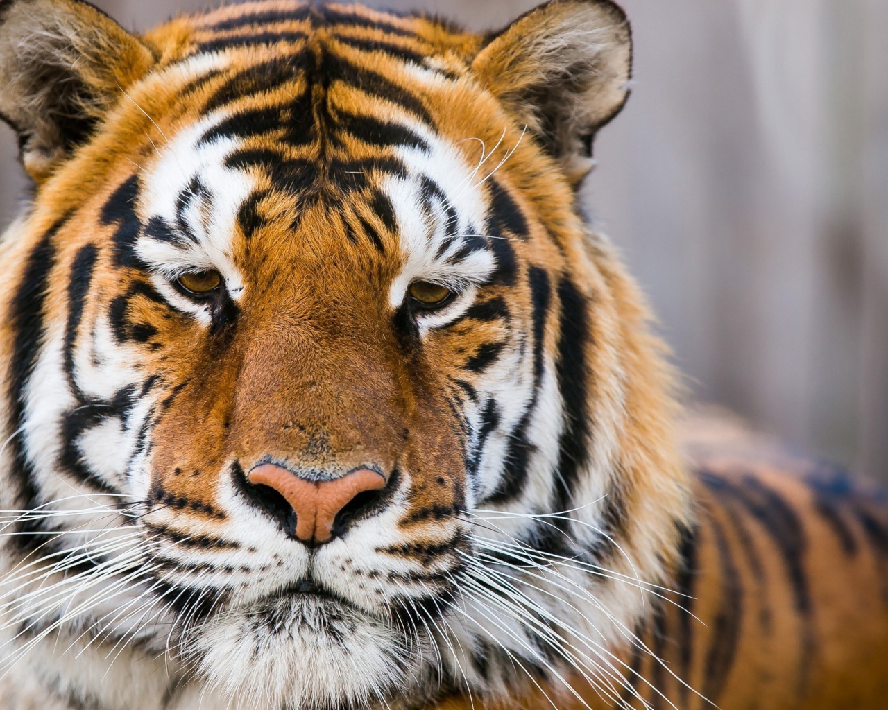 Морда грустного тигра  