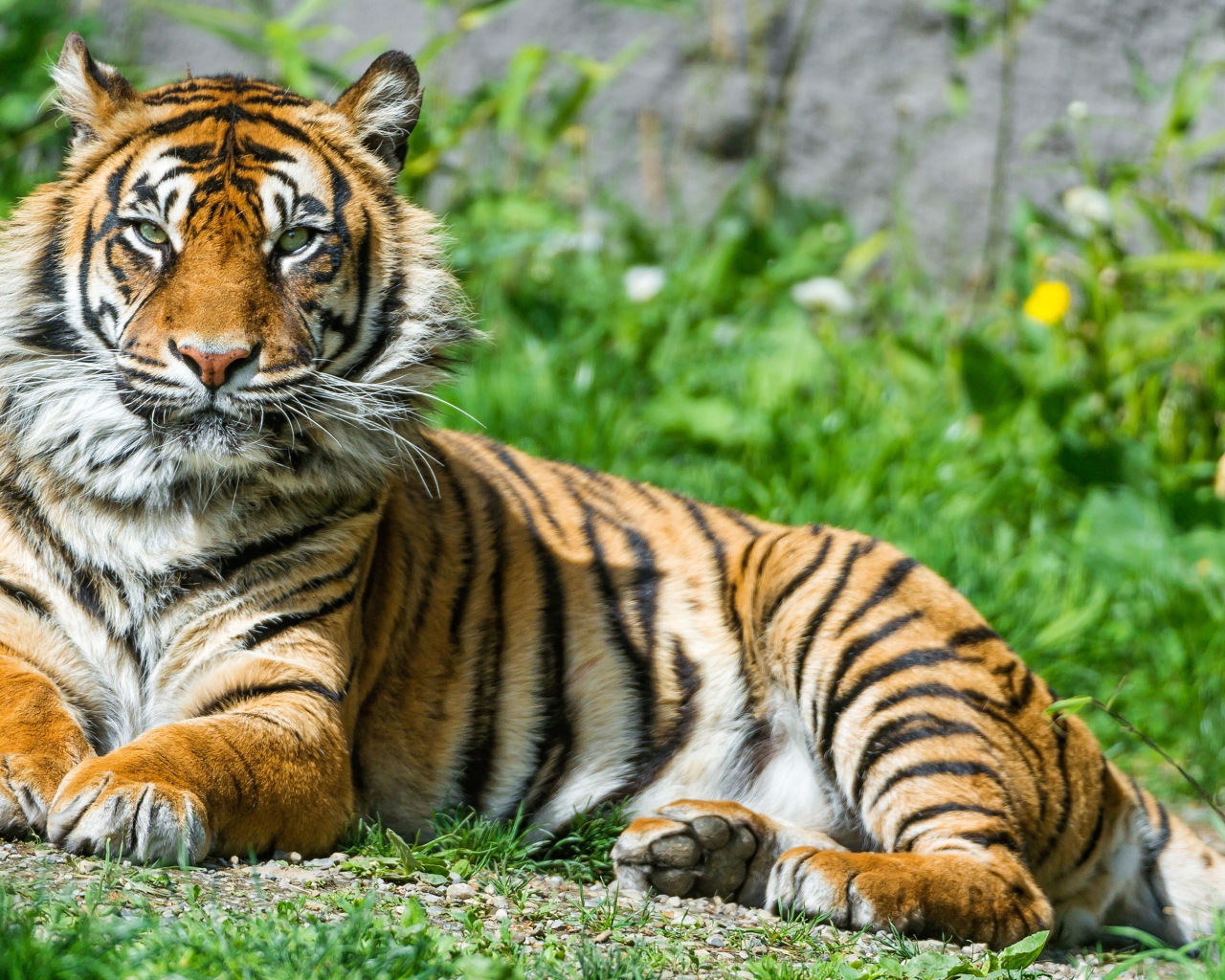 Благородный тигр лежит на зеленой траве 