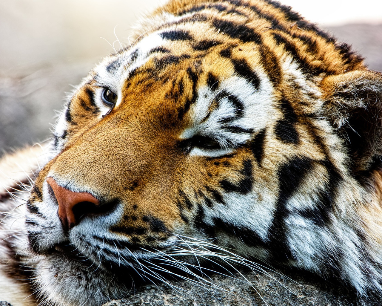 Спящий большой тигр 