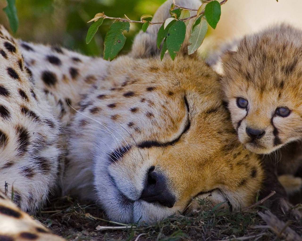 Спящий гепард с детенышем