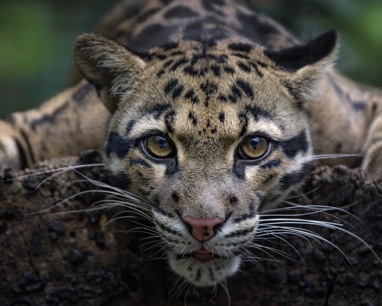 Дымчатый леопард с красивыми глазами 