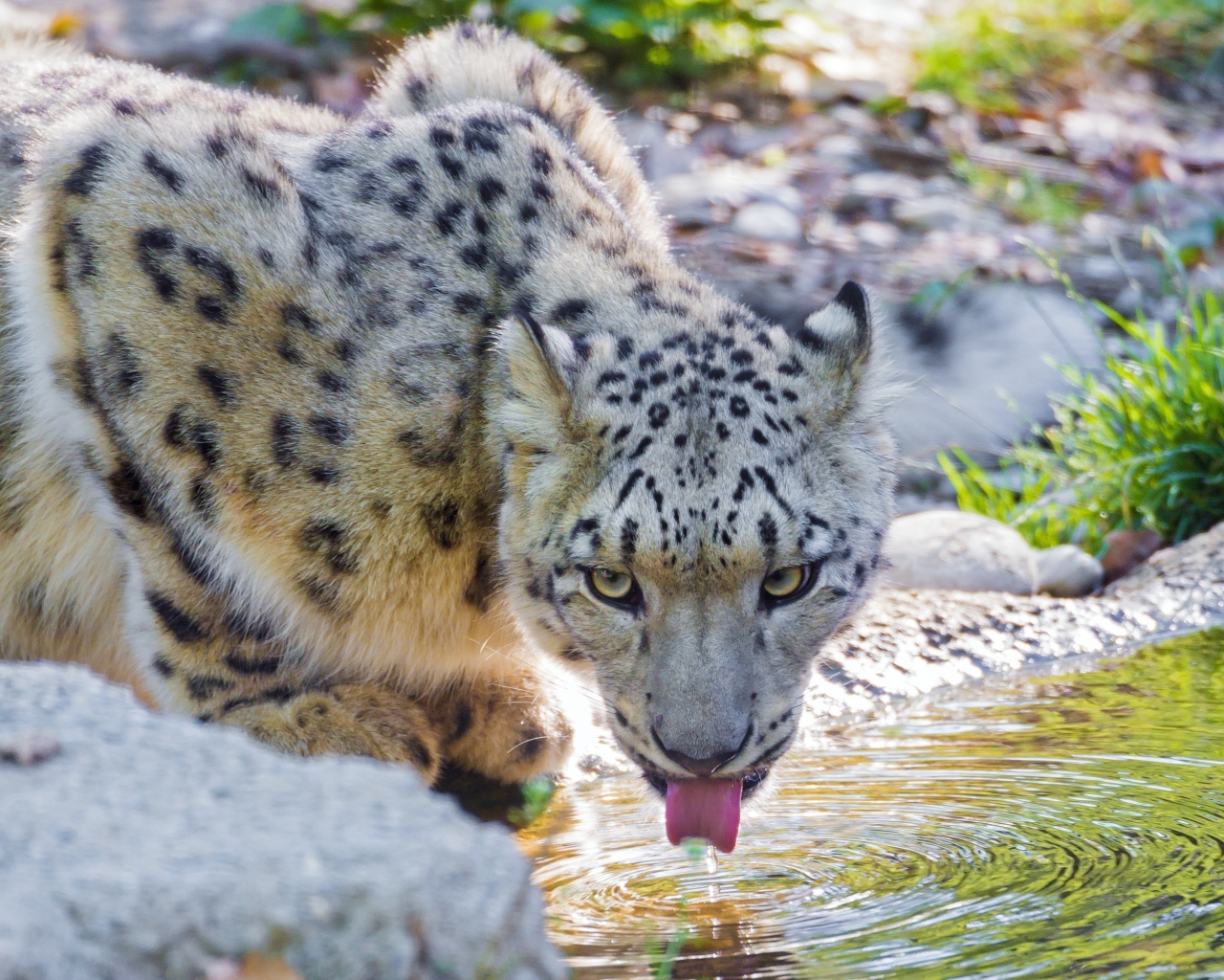 Снежный барс у водопоя