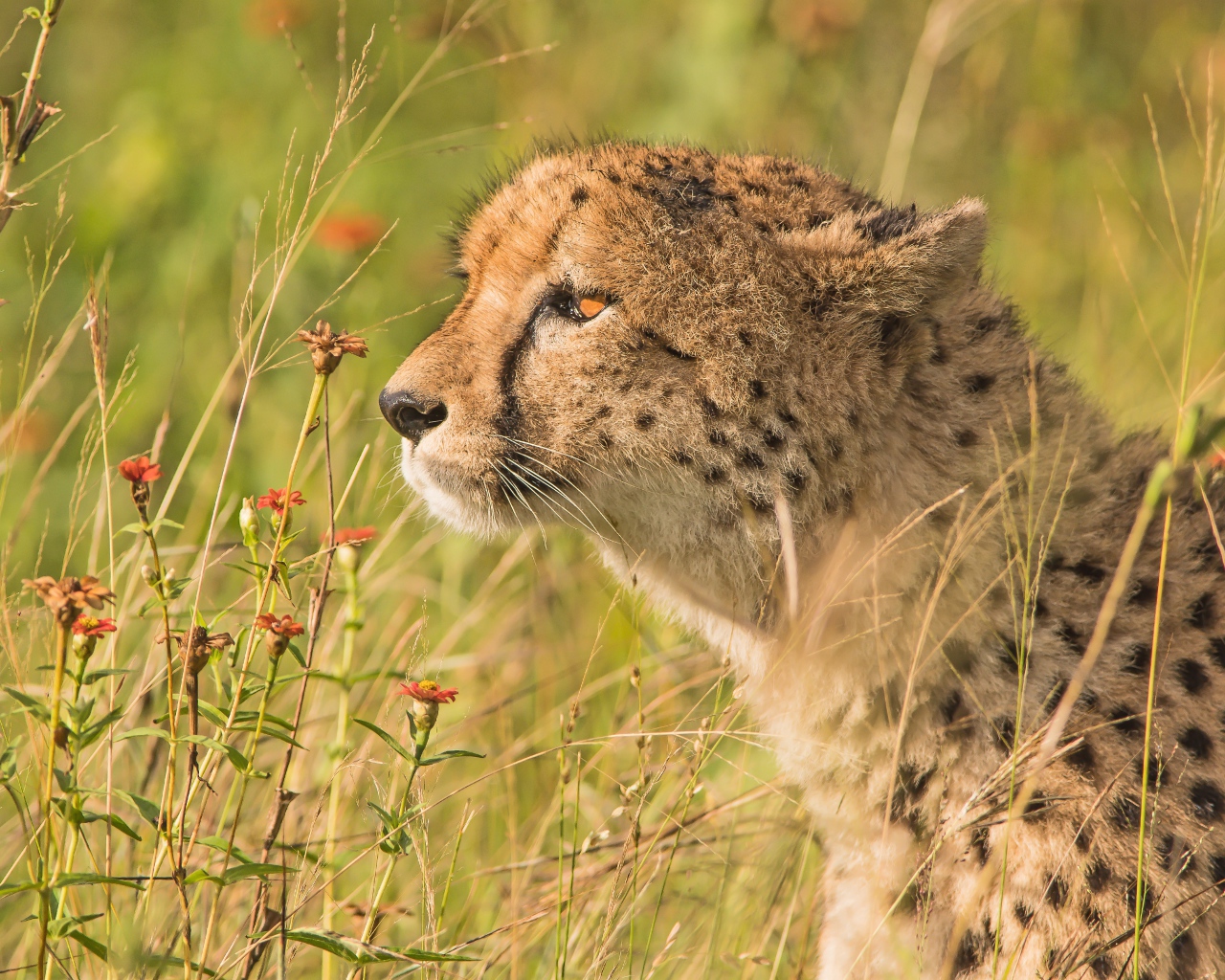 Пятнистый гепард в траве 