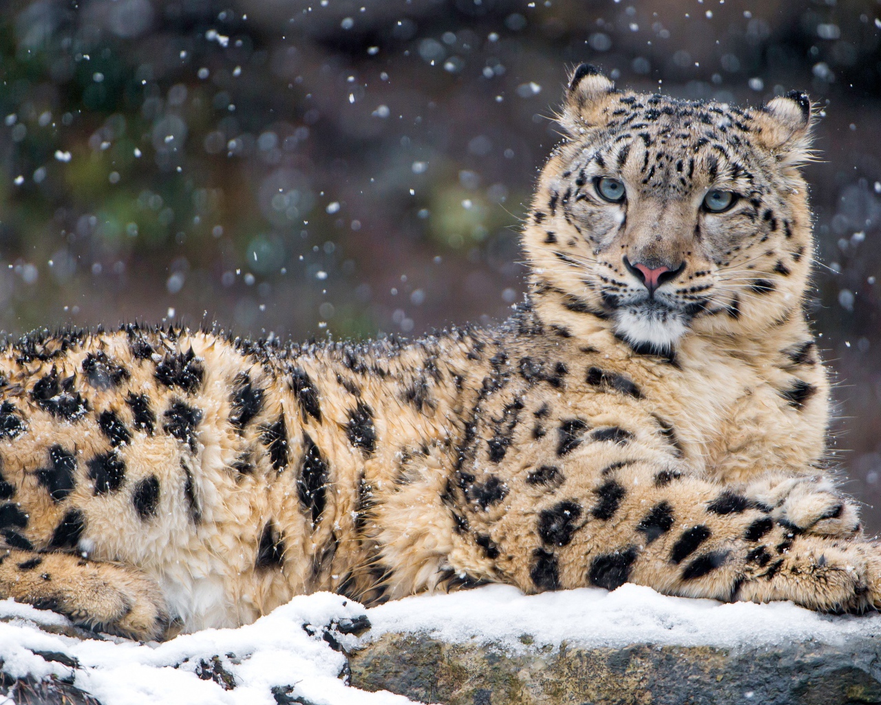 Пятнистый леопард лежит на заснеженном камне 