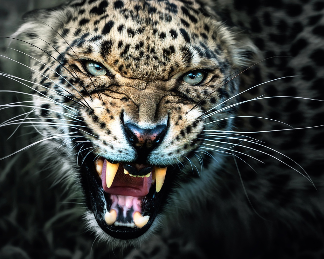 Грозный оскал красивого леопарда 