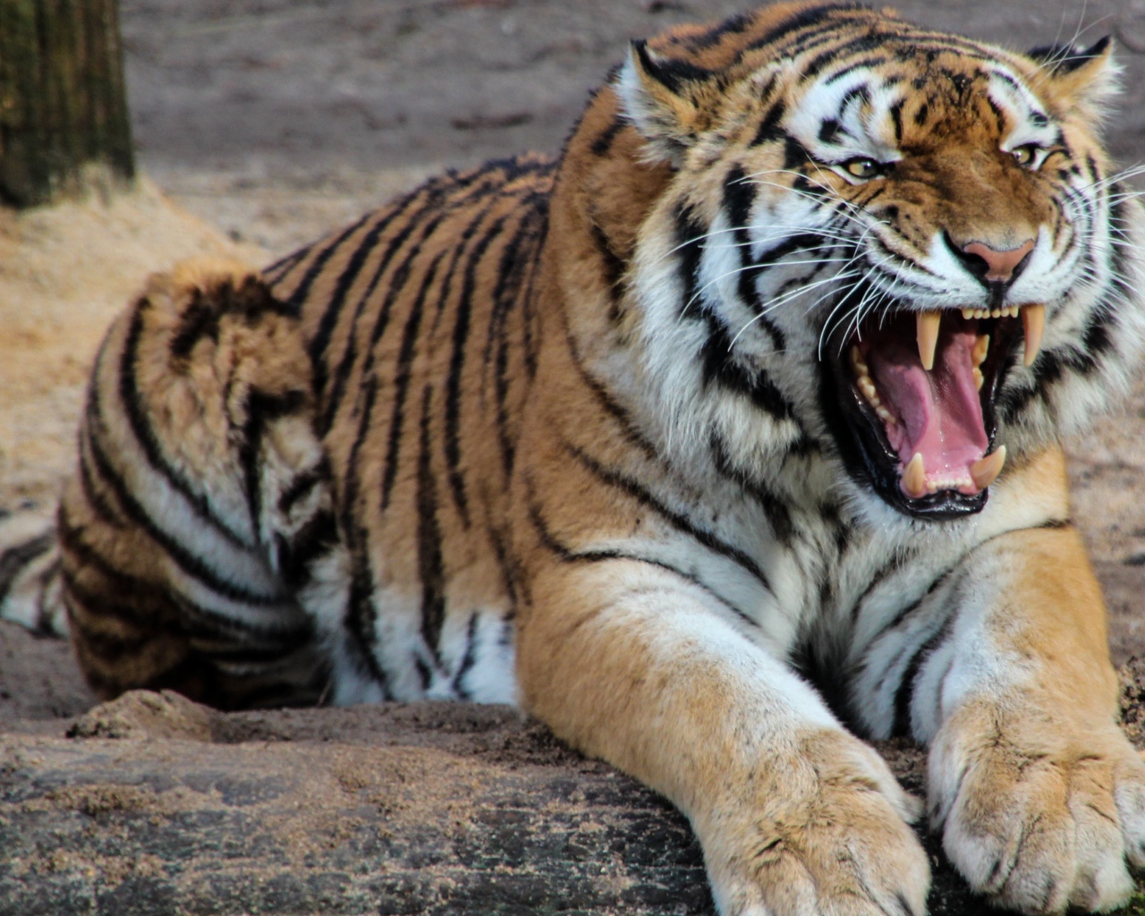 Грозный оскал красивого тигра