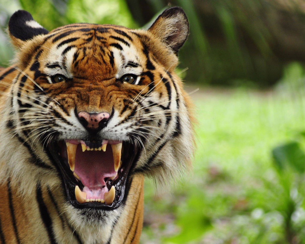 Грозный рычащий большой тигр 